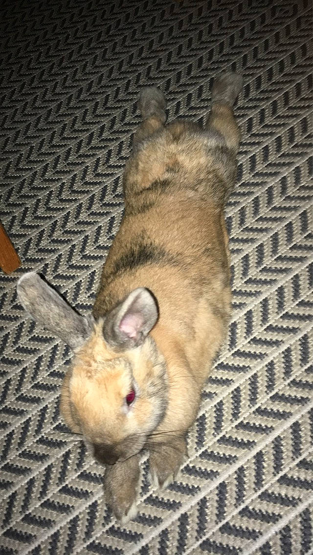 Cacahuète a rejoint le concours — aidez-le/la à gagner de superbes lots ! canidae, domestic_rabbit, fawn, hare, mammal, rabbit, rabbits_and_hares, snout, vertebrate