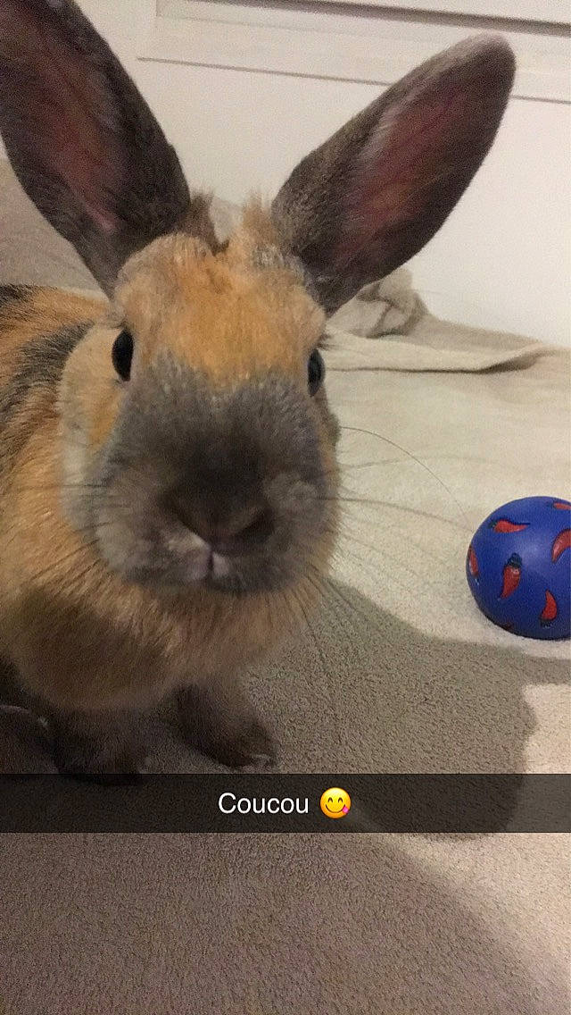 Cacahuète a rejoint le concours — aidez-le/la à gagner de superbes lots ! domestic_rabbit, ear, easter_bunny, fawn, hare, organism, photo_caption, plant, rabbit, rabbits_and_hares, snout, whiskers, wildlife, wood_rabbit