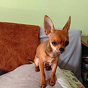 Caramel participe au concours pour gagner de l'argent avec cette photo : dog, chihuahua, small_dog, puppy, brown_fur, large_ears, standing, bed, bedroom, blanket, pillow, couch, indoor, pet, animal, portrait, cute, alert, short_hair, home