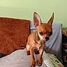 dog, chihuahua, small_dog, puppy, brown_fur, large_ears, standing, bed, bedroom, blanket, pillow, couch, indoor, pet, animal, portrait, cute, alert, short_hair, home