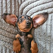 Pixie a rejoint le concours — aidez-le/la à gagner de superbes lots ! puppy, dog, sleeping, dachshund, pet, cute, ears, fur, animal, resting, blanket, texture, cozy, small, adorable, lying_down, peaceful, closeup, mammal, domestic_animal