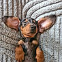 puppy, dog, sleeping, dachshund, pet, cute, ears, fur, animal, resting, blanket, texture, cozy, small, adorable, lying_down, peaceful, closeup, mammal, domestic_animal