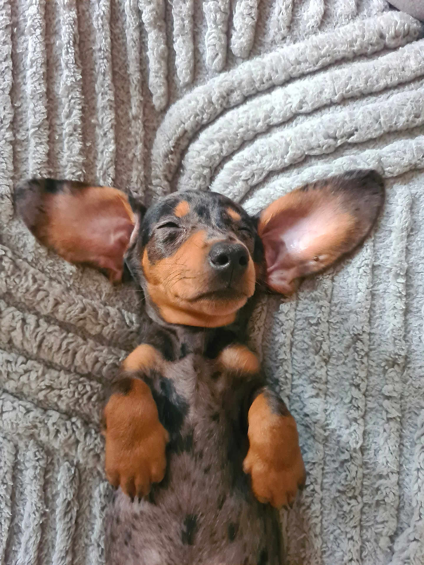 Pixie a rejoint le concours — aidez-le/la à gagner de superbes lots ! puppy, dog, sleeping, dachshund, pet, cute, ears, fur, animal, resting, blanket, texture, cozy, small, adorable, lying_down, peaceful, closeup, mammal, domestic_animal