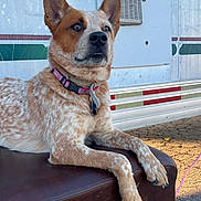 Creed is registered to the contest to win money with this photo: accessories, airconditioner, animal, appliance, architecture, building, canine, device, dog, electricaldevice, furniture, hound, leash, outdoors, pet, plywood, puppy, strap, terrier, wood