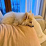 Athena a rejoint le concours — aidez-le/la à gagner de superbes lots ! dog, pomeranian, pet, sleeping, couch, pillow, interior, window, curtains, city_view, cozy, fluffy, white_fur, resting, indoor, relaxing, soft_texture, nose, ear, home