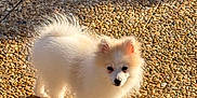 Athena participe au concours pour gagner de l'argent avec cette photo : dog, puppy, pomeranian, white_fur, fluffy, outdoor, sunlight, shadow, pebbled_ground, pavement, small_dog, portrait, standing, cute, ears, tail, walking, pet, animal, morning_light