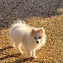 dog, puppy, pomeranian, white_fur, fluffy, outdoor, sunlight, shadow, pebbled_ground, pavement, small_dog, portrait, standing, cute, ears, tail, walking, pet, animal, morning_light