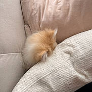 Athena a rejoint le concours — aidez-le/la à gagner de superbes lots ! dog, pomeranian, pet, fluffy, fur, ear, couch, sofa, pillow, pillows, beige, cream, neutral_color, cozy, home_interior, texture, close_up, resting, sleeping, small_dog