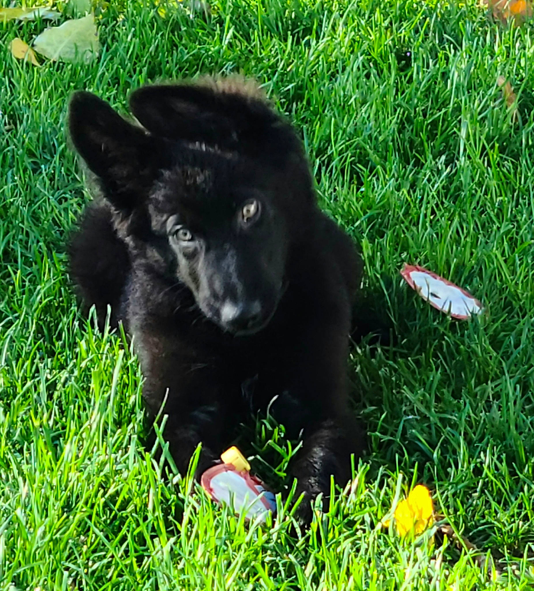 Bronson joined the competition — help win amazing prizes! borador, canidae, carnivore, companion_dog, dog, dog_breed, fur, german_spitz_mittel, grass, grassland, groundcover, herbaceous_plant, herding_dog, non_sporting_group, plant, snout, sporting_group, terrestrial_animal, working_animal, working_dog