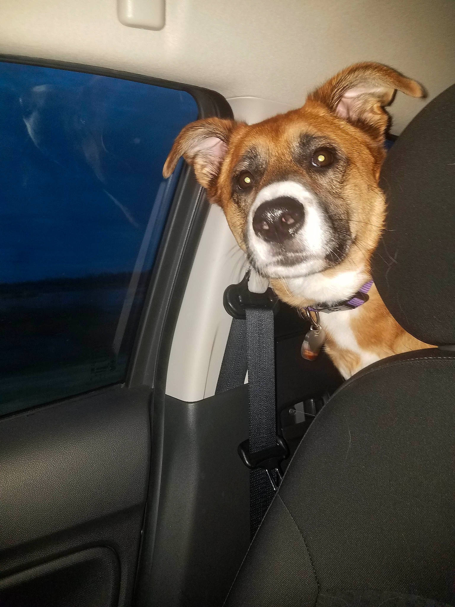 Jayce is registered to the contest to win money with this photo: auto_part, automotive_window_part, canidae, car, car_seat, carnivore, companion_dog, dog, dog_breed, driving, fawn, feist, snout, sporting_group, vehicle, vehicle_door, whiskers, window, windshield
