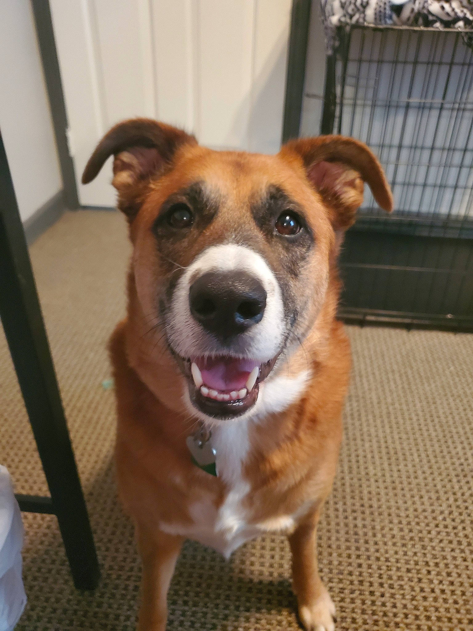 Jayce joined the competition — help win amazing prizes! canidae, carnivore, companion_dog, dog, dog_breed, fawn, mammal, potcake_dog, rare_breed_dog, snout, sporting_group, street_dog