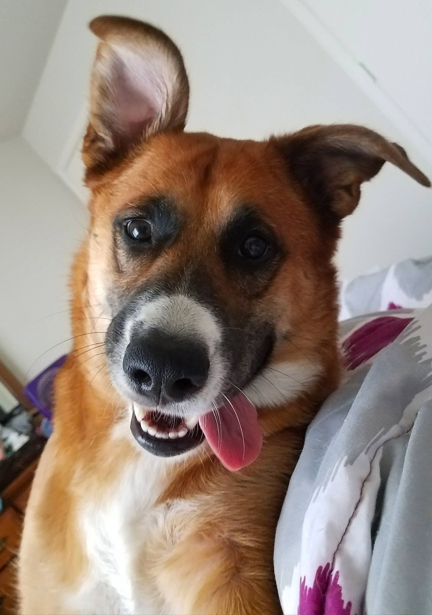 Jayce joined the competition — help win amazing prizes! canidae, cardigan_welsh_corgi, carnivore, companion_dog, corgi_chihuahua, dog, dog_breed, ear, fawn, feist, mammal, nose, potcake_dog, rare_breed_dog, snout, street_dog, whiskers