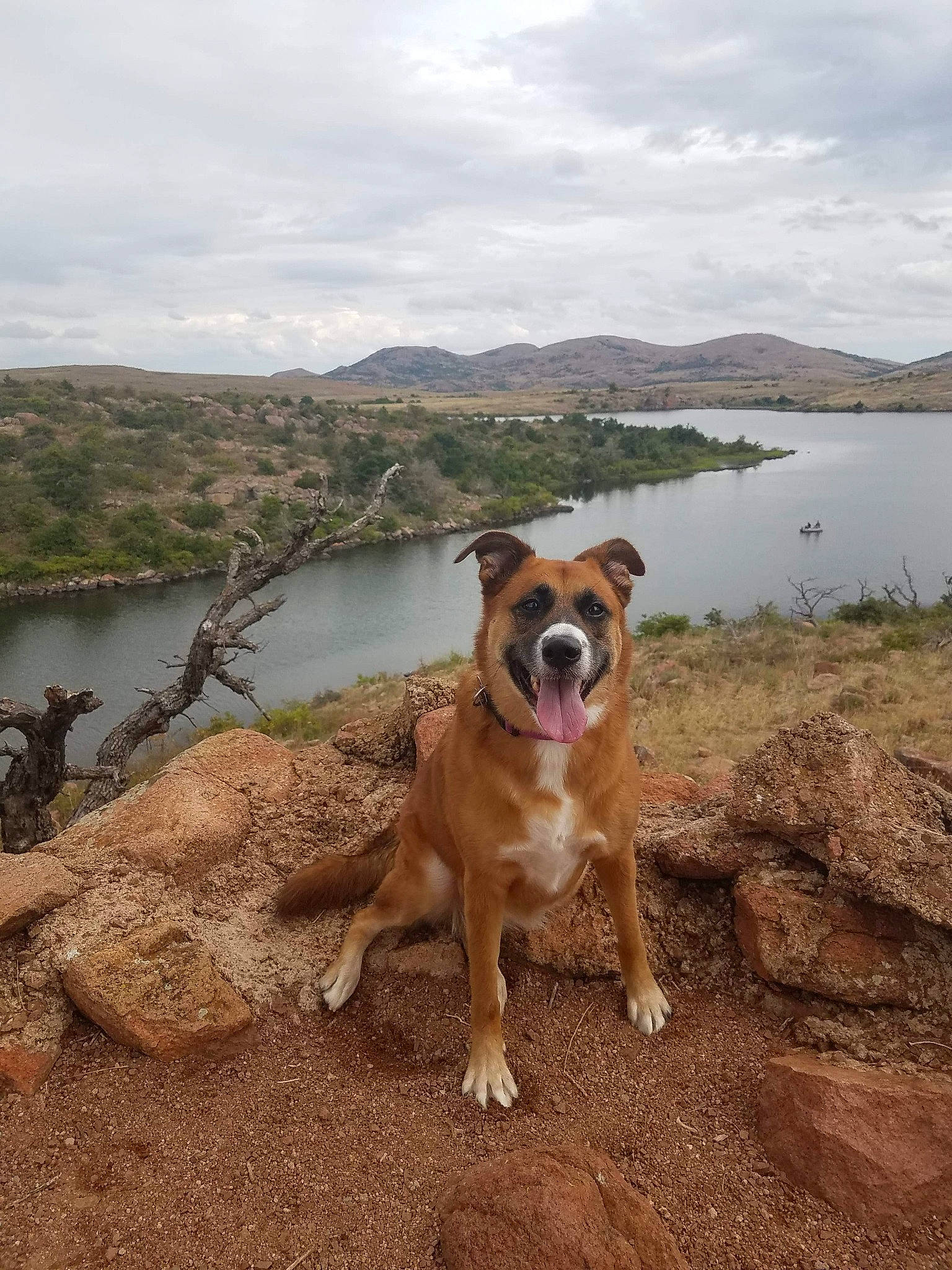 Jayce joined the competition — help win amazing prizes! adventure, american_staffordshire_terrier, canidae, carnivore, coast, dog, dog_breed, fawn, hill, lake, landscape, sporting_group