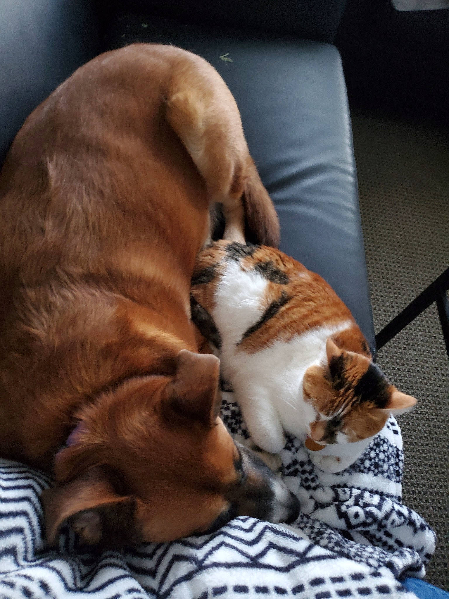 Jayce is registered to the contest to win money with this photo: canidae, carnivore, cat, companion_dog, dog_breed, fawn, felidae, fur, mammal, nap, paw, sleep, small_to_medium_sized_cats, whiskers