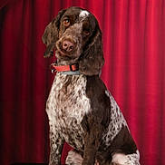 Maggy a rejoint le concours — aidez-le/la à gagner de superbes lots ! attentive, backdrop, brown_dog, canine, collar, dog, expressive_eyes, floppy_ears, fur, indoor, looking_at_camera, nose, paws, pet, portrait, red_curtain, sitting, spotted_coat, studio_photography, well_groomed