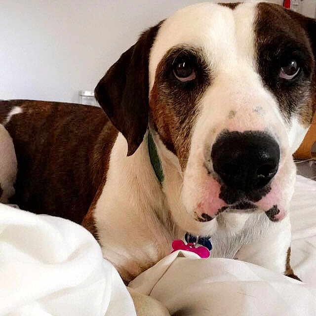 Willa