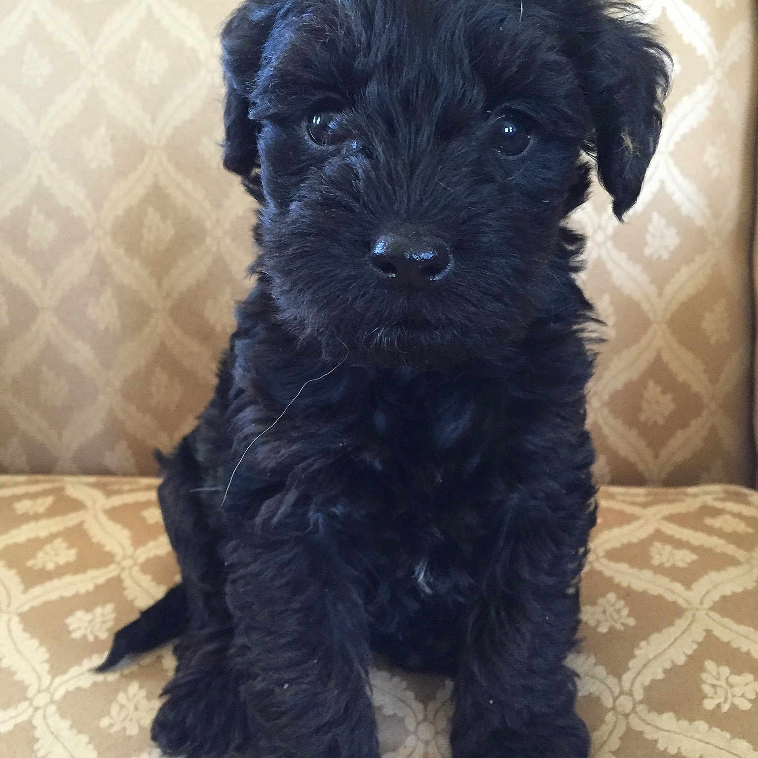 Zoey