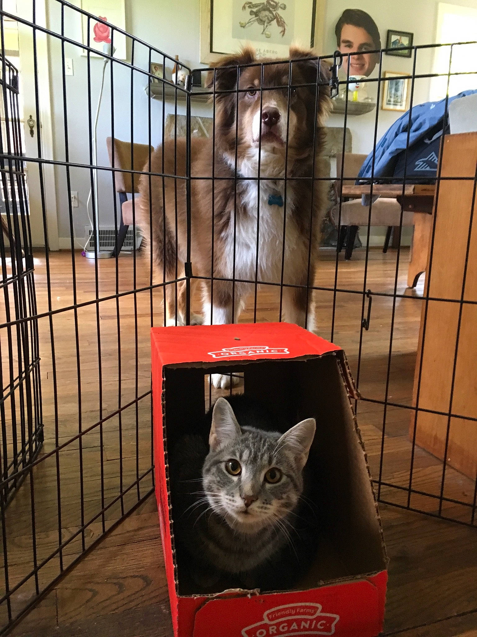 Bean is registered to the contest to win money with this photo: animal_shelter, cage, carnivoran, cat, cat_like_mammal, joy, kitten, mammal, person, small_to_medium_sized_cats, snout, whiskers, window