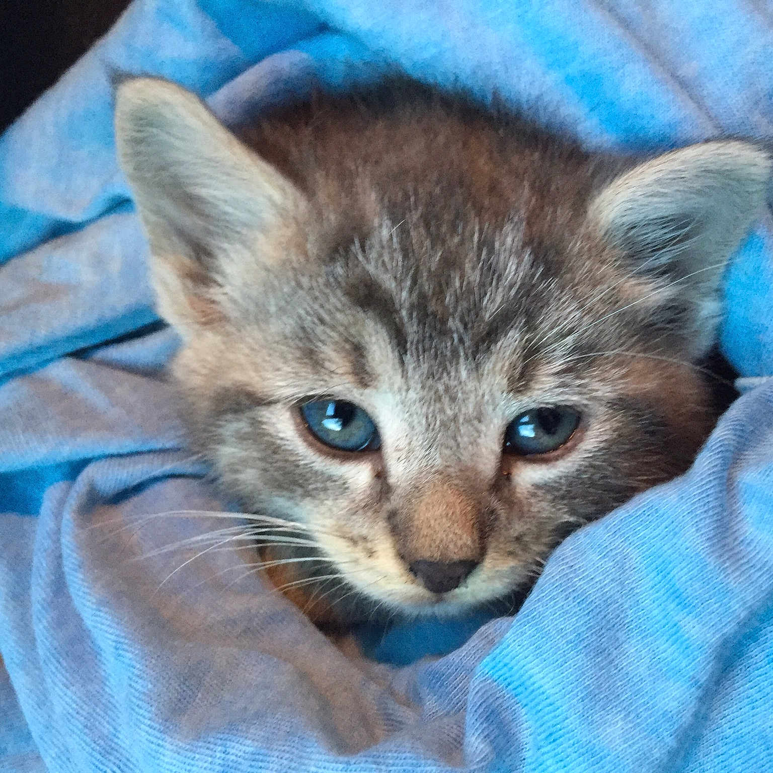 Bean joined the competition — help win amazing prizes! carnivoran, cat, cat_like_mammal, domestic_short_haired_cat, european_shorthair, fauna, fur, kitten, mammal, small_to_medium_sized_cats, snout, tabby_cat, whiskers