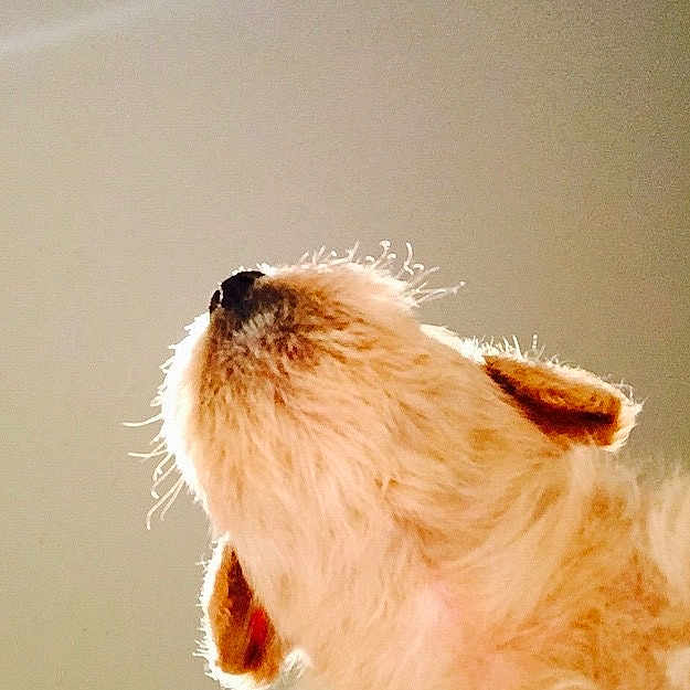 Blondie