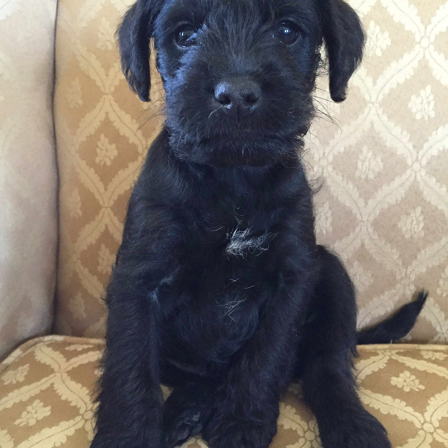 Walter