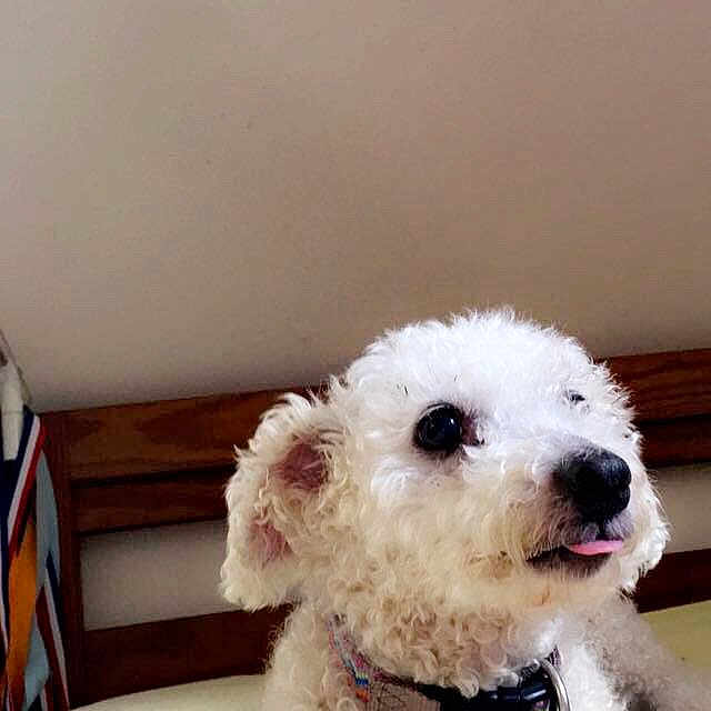 Lexie
