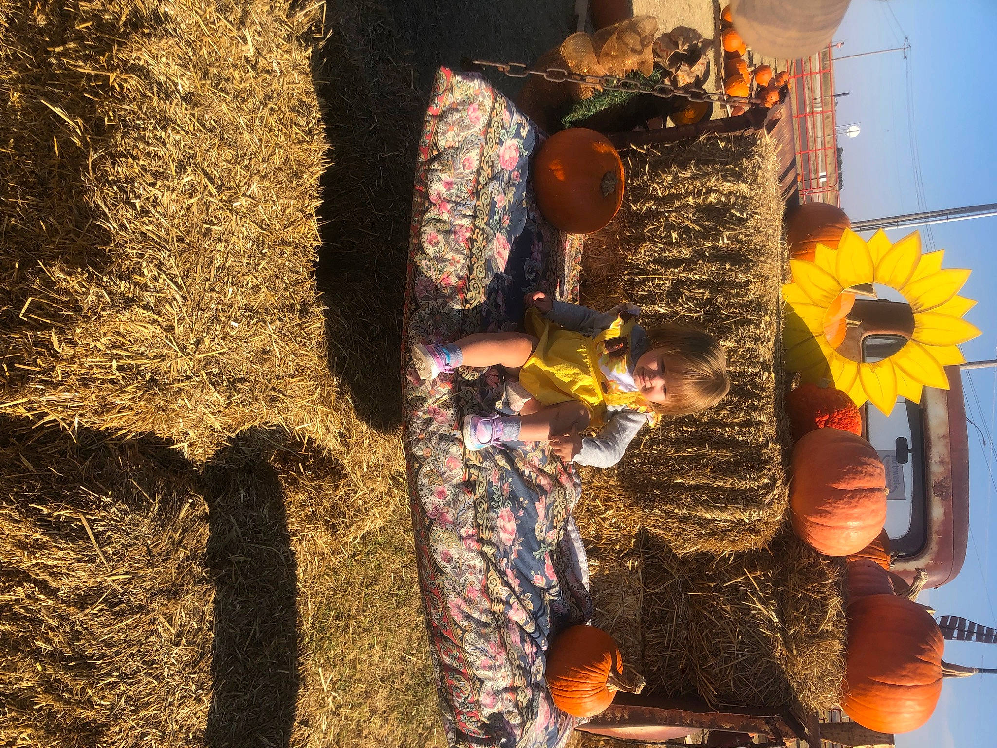 Opal joined the competition — help win amazing prizes! adaptation, floral_design, flower, fun, happy, joy, leaf, leisure, organism, people_in_nature, person, petal, pollen, shadow, soil, sunflower, tints_and_shades, trunk, visual_arts, wall