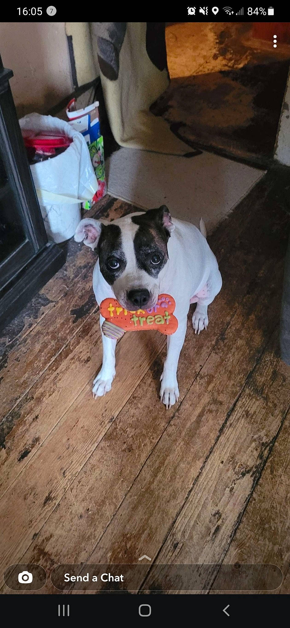 Missy joined the competition — help win amazing prizes! canidae, carnivore, chair, collar, companion_dog, dog, dog_breed, dog_clothes, dog_collar, fawn, floor, flooring, hardwood, snout, sporting_group, tail, whiskers, wood, wood_flooring, working_animal