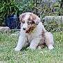 adorable, animal, blue_eyes, canine, cute, dog, fluffy, fur, garden, grass, greenery, mammal, nature, outdoor, pet, playful, puppy, sitting, small, young_dog