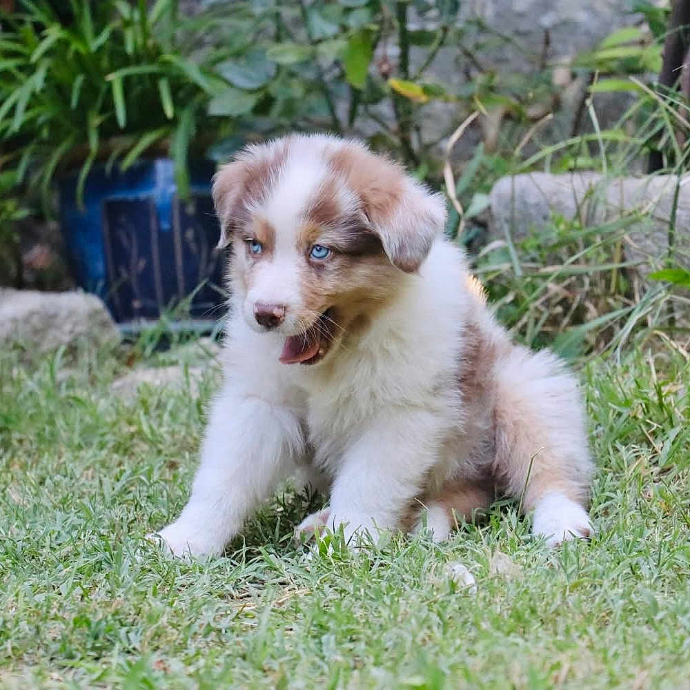 Aïko a rejoint le concours — aidez-le/la à gagner de superbes lots ! adorable, animal, blue_eyes, canine, cute, dog, fluffy, fur, garden, grass, greenery, mammal, nature, outdoor, pet, playful, puppy, sitting, small, young_dog
