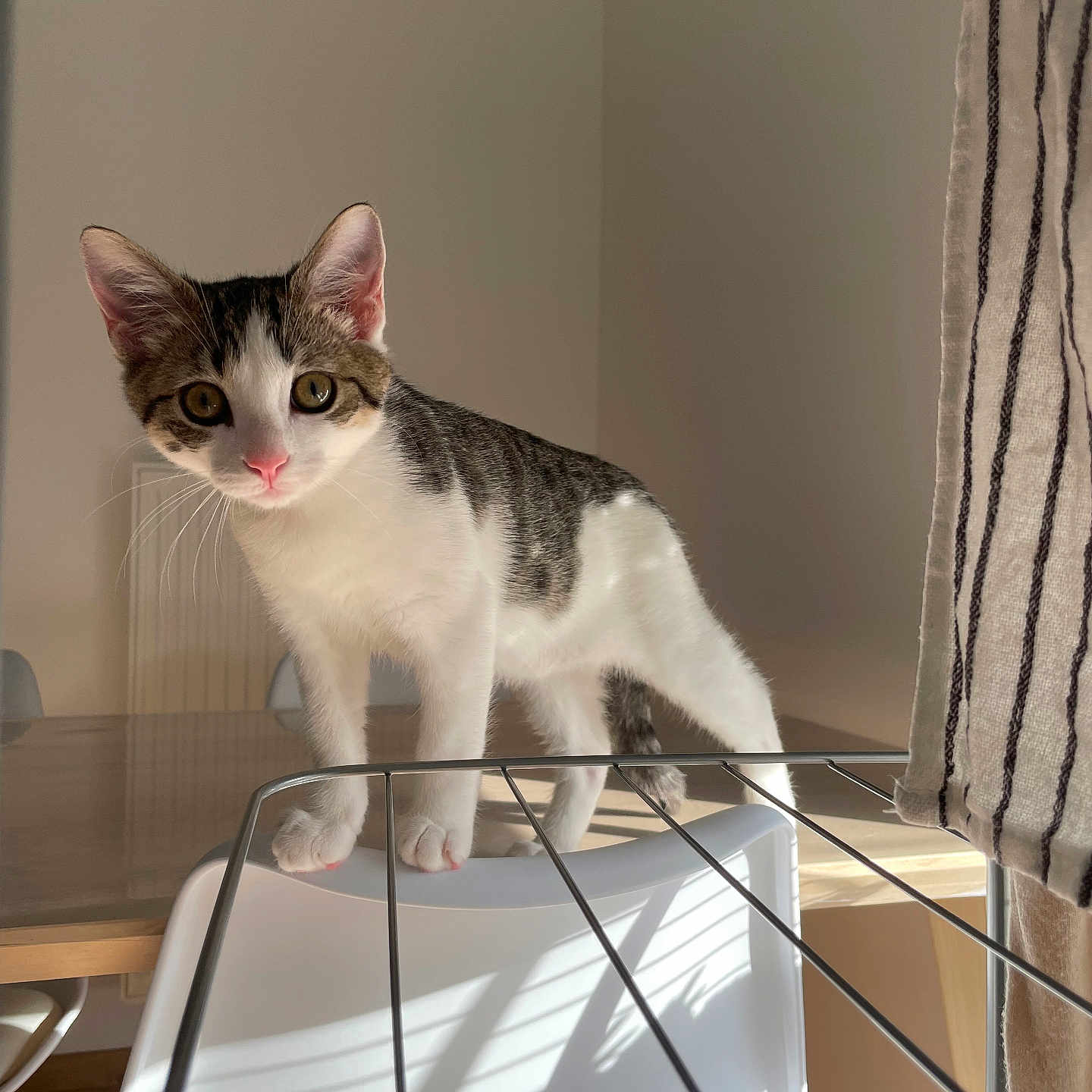 Nalla a rejoint le concours — aidez-le/la à gagner de superbes lots ! animal, cat, chair, curious, drying_rack, ears, fur, home, indoor, kitten, metal, pet, playful, shadow, striped, sunlight, table, whiskers, white, young