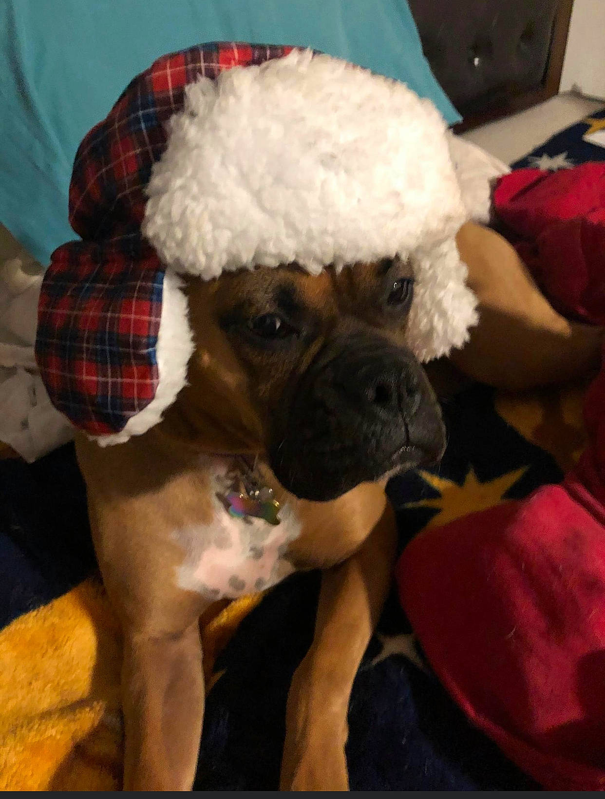 Ruby joined the competition — help win amazing prizes! box, canidae, carnivore, companion_dog, dog, dog_breed, dog_supply, fawn, fur, pet_supply, plaid, plush, snout, sporting_group, stuffed_toy, tartan, textile, toy_dog, wool, working_animal