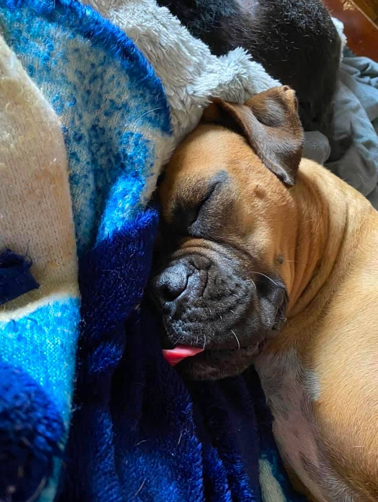 Ruby joined the competition — help win amazing prizes! bulldog, bullmastiff, canidae, carnivore, companion_dog, dog, dog_breed, fawn, guard_dog, molosser, old_english_bulldog, ori_pei, shar_pei, snout, whiskers, working_animal, working_dog, wrinkle