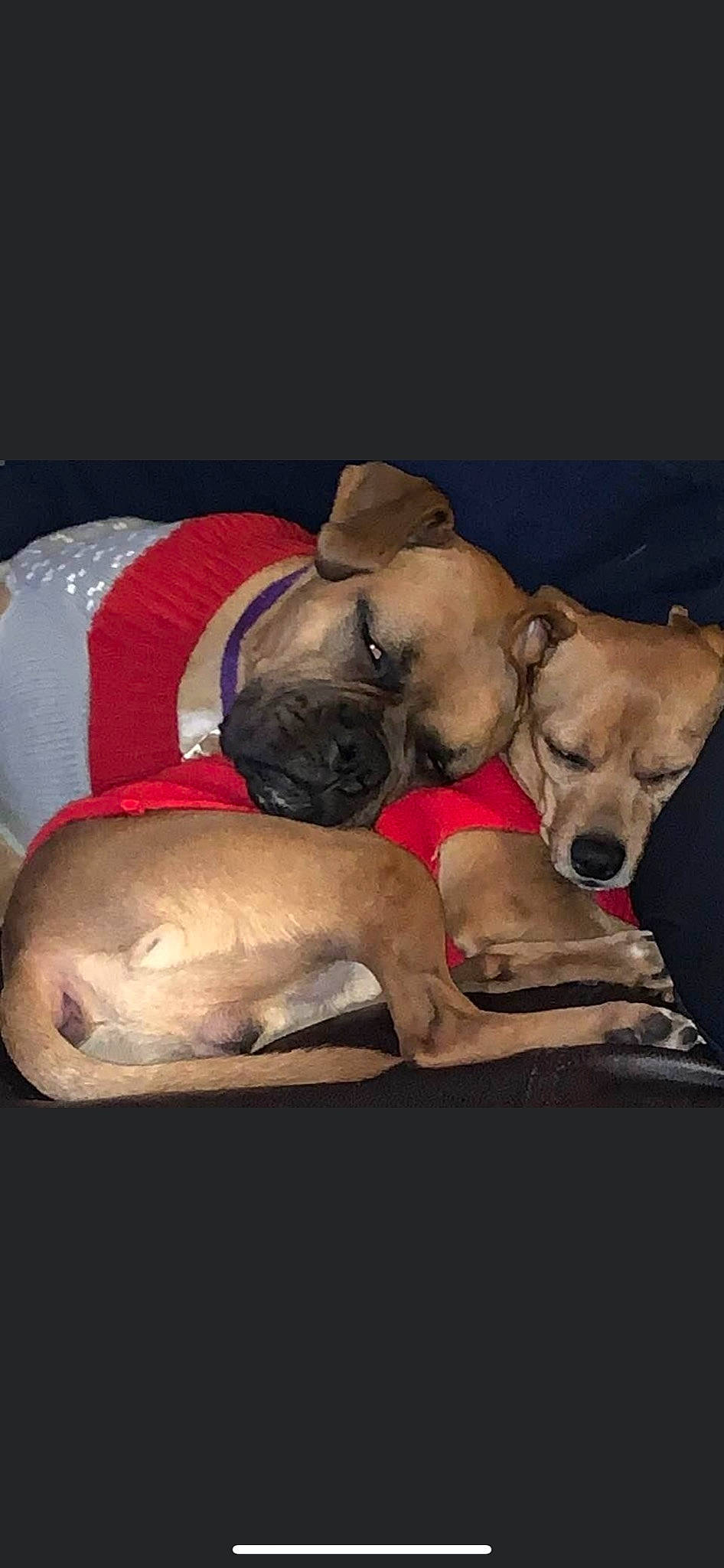 Ruby is registered to the contest to win money with this photo: canidae, carnivore, companion_dog, dog, dog_breed, dog_supply, fawn, mammal, non_sporting_group, pet_supply, snout, sporting_group, still_life_photography, working_animal, working_dog