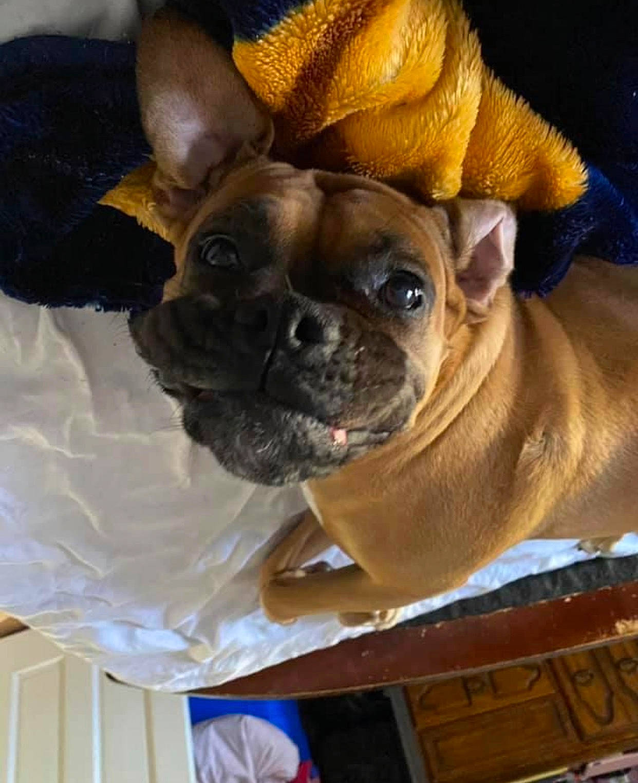Ruby is registered to the contest to win money with this photo: canidae, carnivore, companion_dog, dog, dog_breed, dog_supply, fawn, non_sporting_group, pug, snout, toy_dog, vertebrate, working_animal, wrinkle, yellow