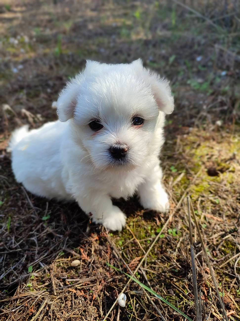 Sully a rejoint le concours — aidez-le/la à gagner de superbes lots ! ball, canidae, carnivore, companion_dog, dog, dog_breed, grass, maltepoo, non_sporting_group, plant, poodle_crossbreed, puppy, shih_poo, small_terrier, soil, sporting_group, terrestrial_animal, terrier, toy_dog, working_animal