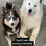 dogs, puppies, husky, samoyed, pomsky, fluffy, white_dog, black_and_white, blue_eyes, heterochromia, tongue_out, sitting, portrait, pet, companions, indoor, tile_floor, fur, cute, text_overlay
