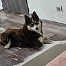 Vaya participe au concours pour gagner de l'argent avec cette photo : dog, husky, puppy, fluffy, blue_eyes, black_and_white, brown_fur, lying_down, indoor, floor, wood_floor, home, wall, electrical_outlet, ears, paws, tail, portrait, pet, cute