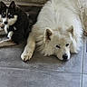 Vaya a rejoint le concours — aidez-le/la à gagner de superbes lots ! dog, dogs, husky, samoyed, fluffy, white_dog, black_and_white, blue_eyes, lying_down, resting, indoors, tile_floor, floor, home, pet, canine, fur, collar, relaxed, portrait