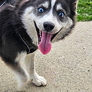 Vaya participe au concours pour gagner de l'argent avec cette photo : dog, puppy, husky, blue_eyes, fluffy, black_and_white, open_mouth, tongue, happy, smiling, outdoor, grass, pavement, path, pet, portrait, close_up, fur, ears, playful