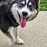 dog, puppy, husky, blue_eyes, fluffy, black_and_white, open_mouth, tongue, happy, smiling, outdoor, grass, pavement, path, pet, portrait, close_up, fur, ears, playful