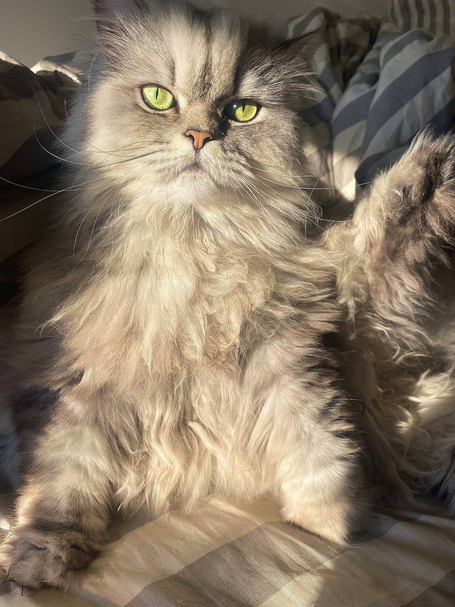 Nymphéa participe au concours pour gagner de l'argent avec cette photo : british_longhair, carnivore, cat, claw, comfort, eye, felidae, fur, glasses, grey, paw, persian, photo_caption, plant, small_to_medium_sized_cats, snout, terrestrial_animal, whiskers