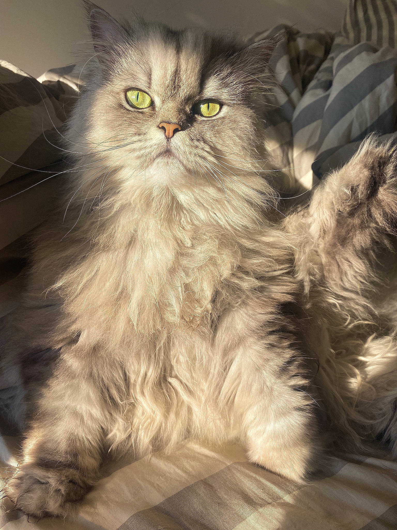 Nymphéa a rejoint le concours — aidez-le/la à gagner de superbes lots ! carnivore, cat, felidae, fur, glasses, grey, persian, plant, small_to_medium_sized_cats, snout, terrestrial_animal, whiskers