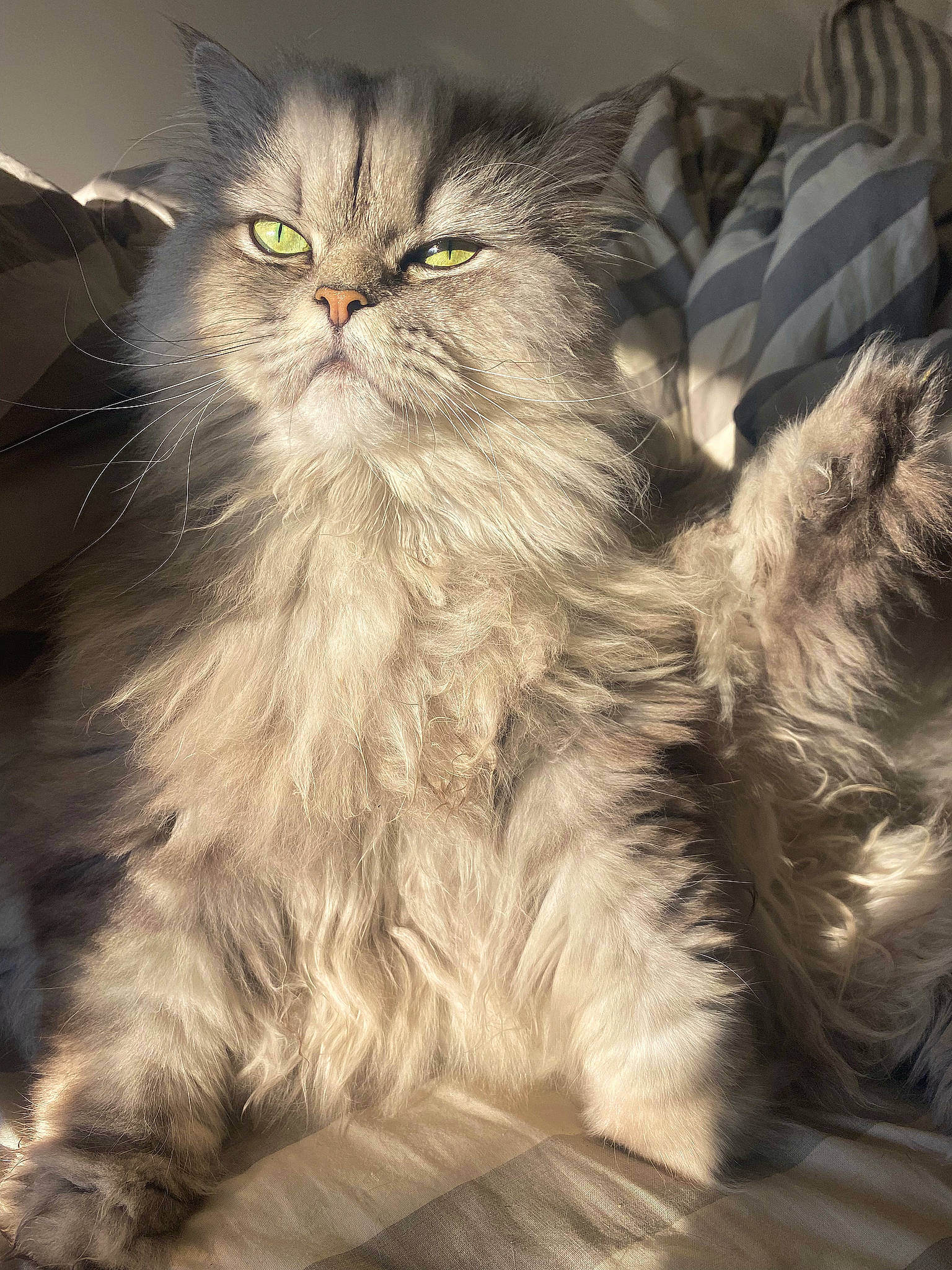 Nymphéa a rejoint le concours — aidez-le/la à gagner de superbes lots ! british_longhair, carnivore, cat, comfort, felidae, fur, grass, paw, persian, small_to_medium_sized_cats, snout, terrestrial_animal, whiskers