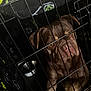 animal, blanket, brown_dog, caged, canine, close_up, companion, crate, dog, domestic, food_bowl, furry, indoor, looking_out, metal_bars, patterned_blanket, pet, portrait, resting, sad