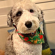 Mia joined the competition — help win amazing prizes! dog, pet, curly_fur, bandana, green_bandana, indoor, portrait, close_up, cute, fluffy, animal, canine, sitting, decorative, autumn_theme, soft_focus, friendly, companion, domestic, adorable
