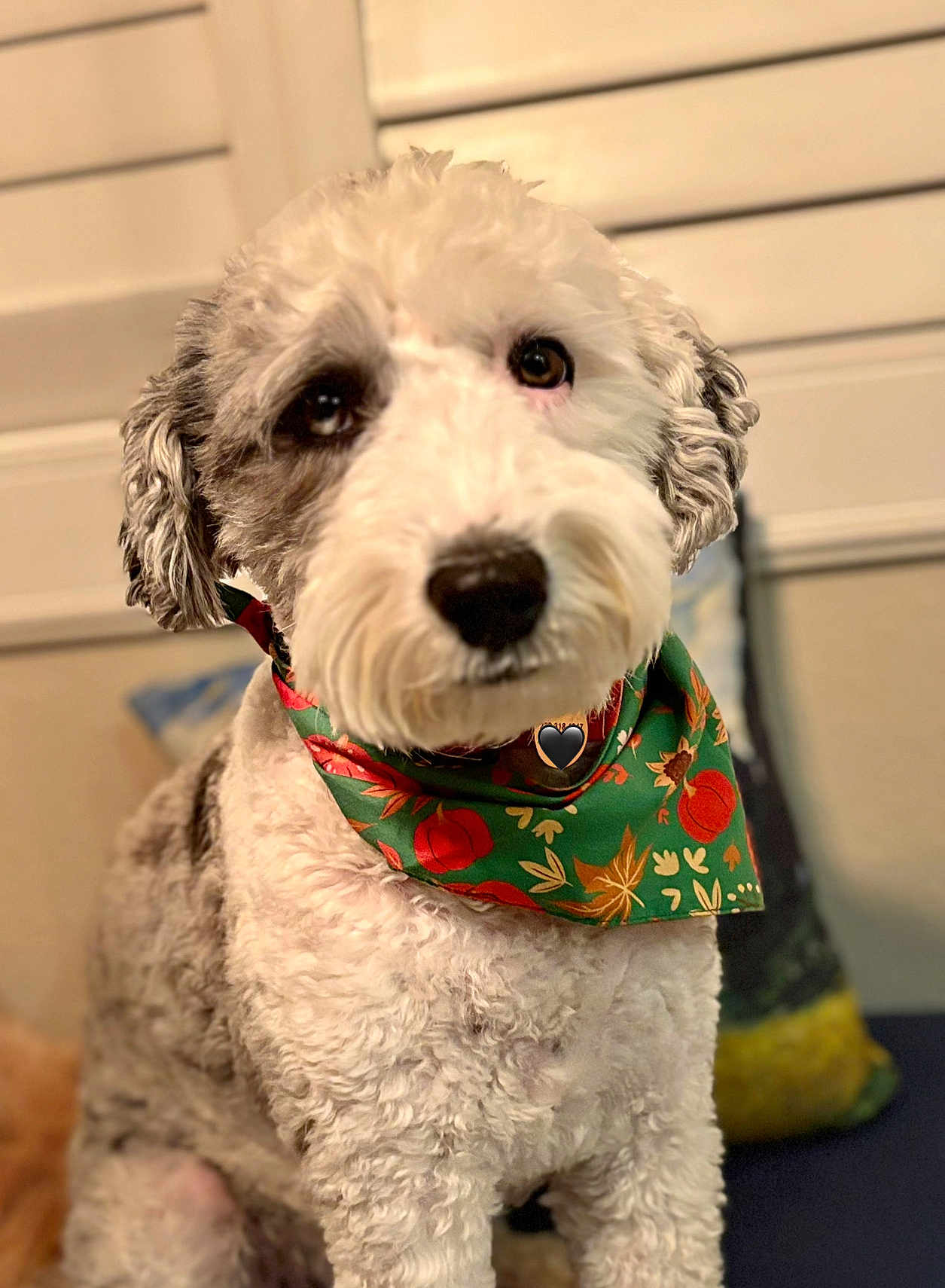 Mia joined the competition — help win amazing prizes! dog, pet, curly_fur, bandana, green_bandana, indoor, portrait, close_up, cute, fluffy, animal, canine, sitting, decorative, autumn_theme, soft_focus, friendly, companion, domestic, adorable