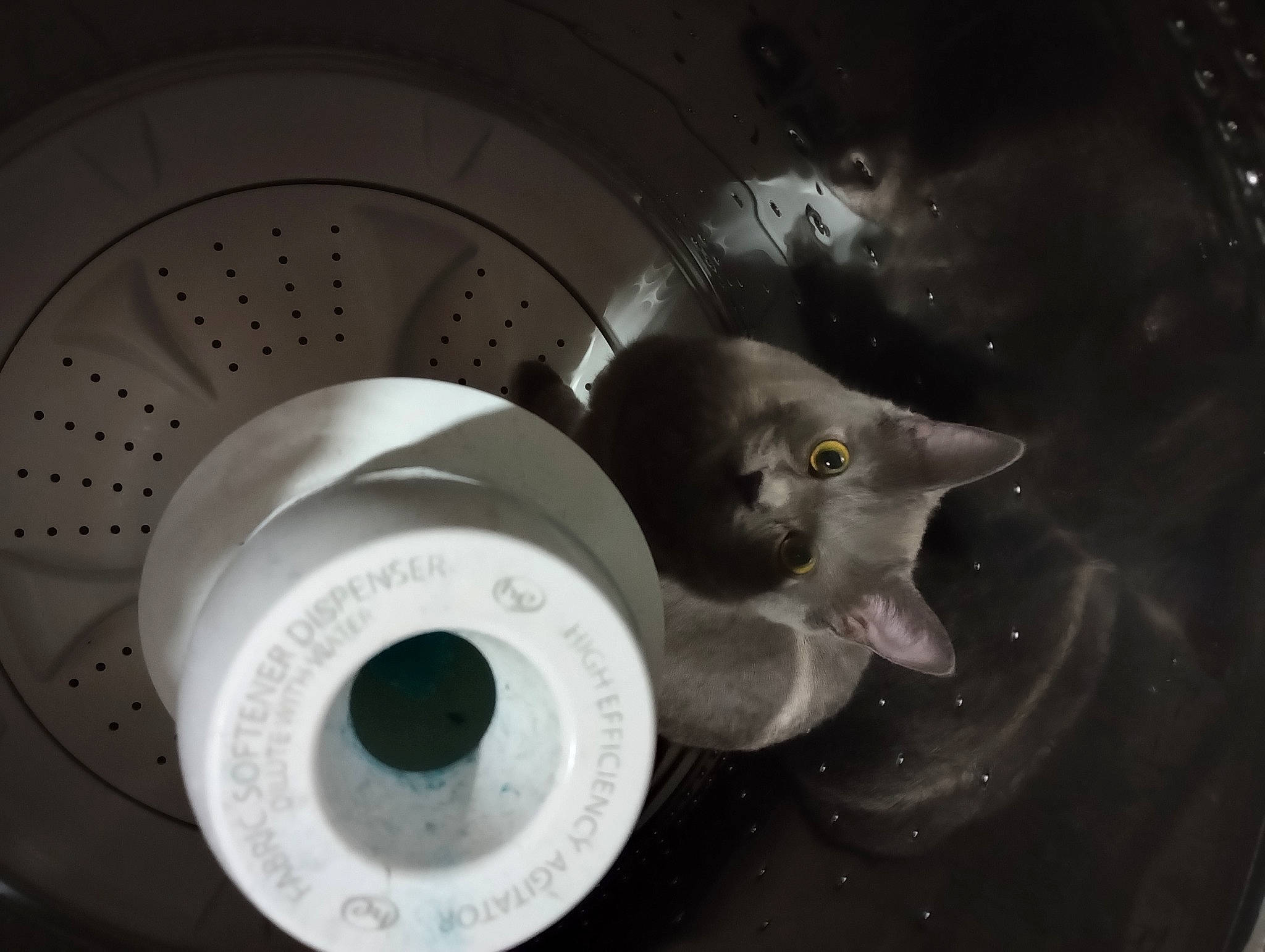 Jellybean joined the competition — help win amazing prizes! automotive_tire, automotive_wheel_system, carnivore, cat, circle, eyelash, felidae, machine, metal, monochrome, monochrome_photography, musical_instrument, sink, small_to_medium_sized_cats, still_life_photography, whiskers