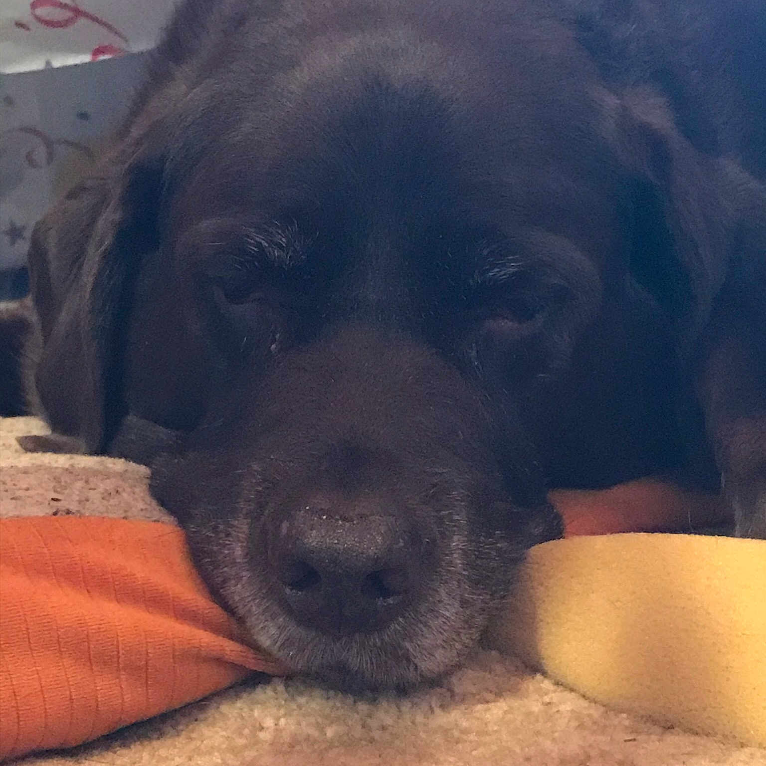 Goo joined the competition — help win amazing prizes! beagador, canidae, carnivore, companion_dog, dog, dog_breed, fawn, labrador_retriever, mammal, nose, puppy, retriever, snout, sporting_group, whiskers