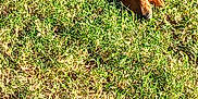 Goldilocks Smith is registered to the contest to win money with this photo: dog, grass, outdoor, canine, sunlight, animal, pet, laying_down, nature, brown, fur, collar, daylight, mammal, relaxed, quiet, ground, summer, peaceful, companion